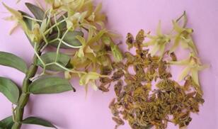 铁皮石斛茶
